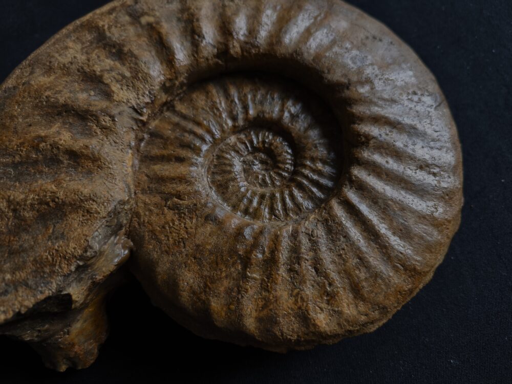 IMG_20251026_132203 Agassiceras immanae, Lias, Schwäbisch Gmünd  * verkauft *