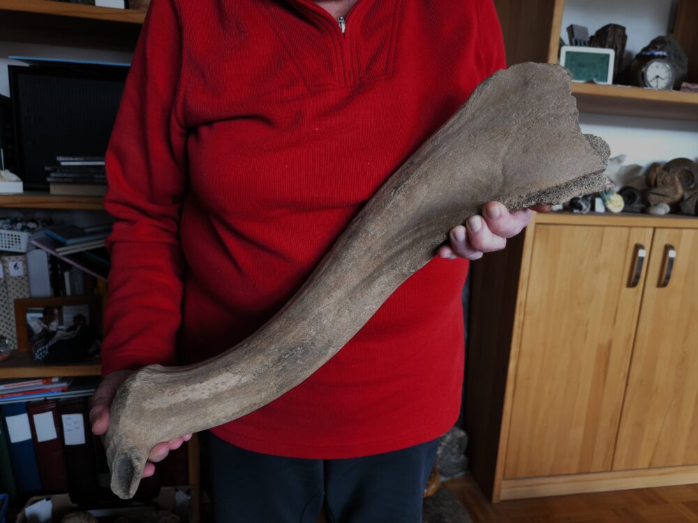 IMG_20251026_153948 Riesenhirsch, Abwurfstange, Pleistozän, Karlsruhe  * reserviert *