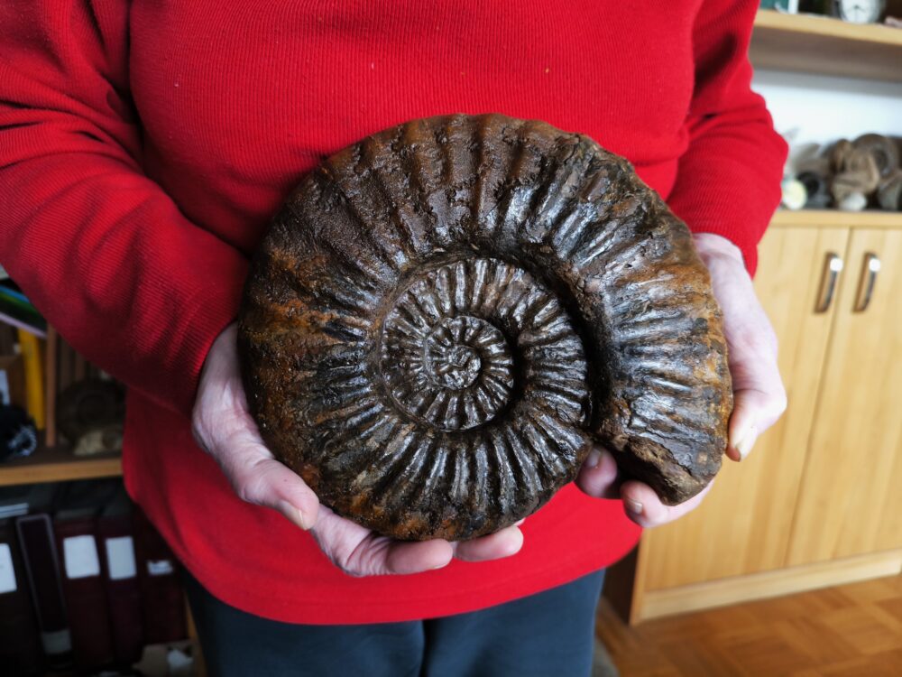 IMG_20251026_154011 Toprarität!! Asteroceras suevicum, Lias, Balingen