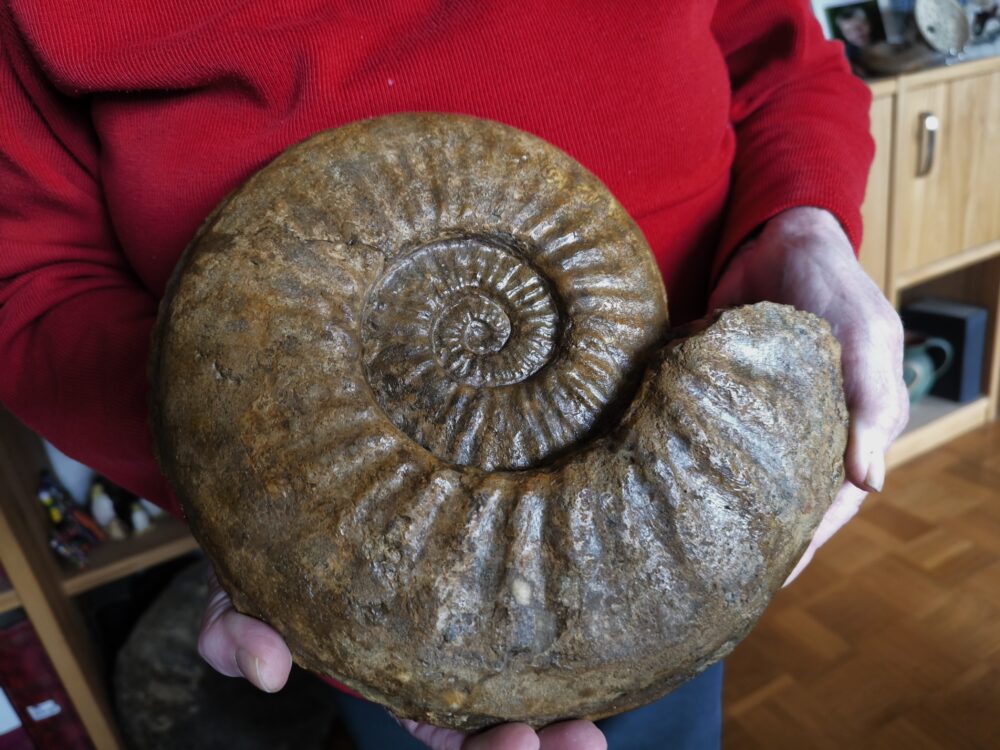 IMG_20251026_154046 Agassiceras immanae, Lias, Schwäbisch Gmünd  * verkauft *