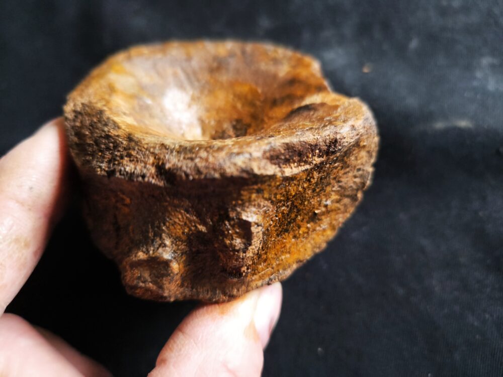 IMG_20251026_154208 Sehr großer Wirbel, Ichthyosaurier, Lias, Altdorf