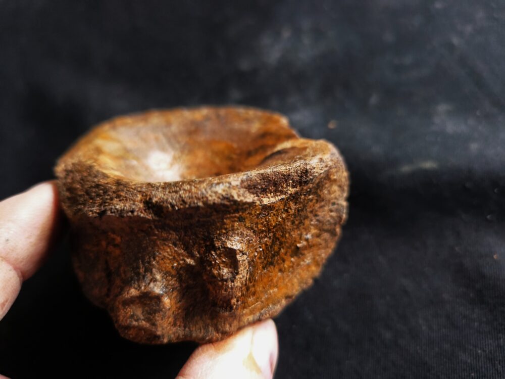 IMG_20251026_154217 Sehr großer Wirbel, Ichthyosaurier, Lias, Altdorf