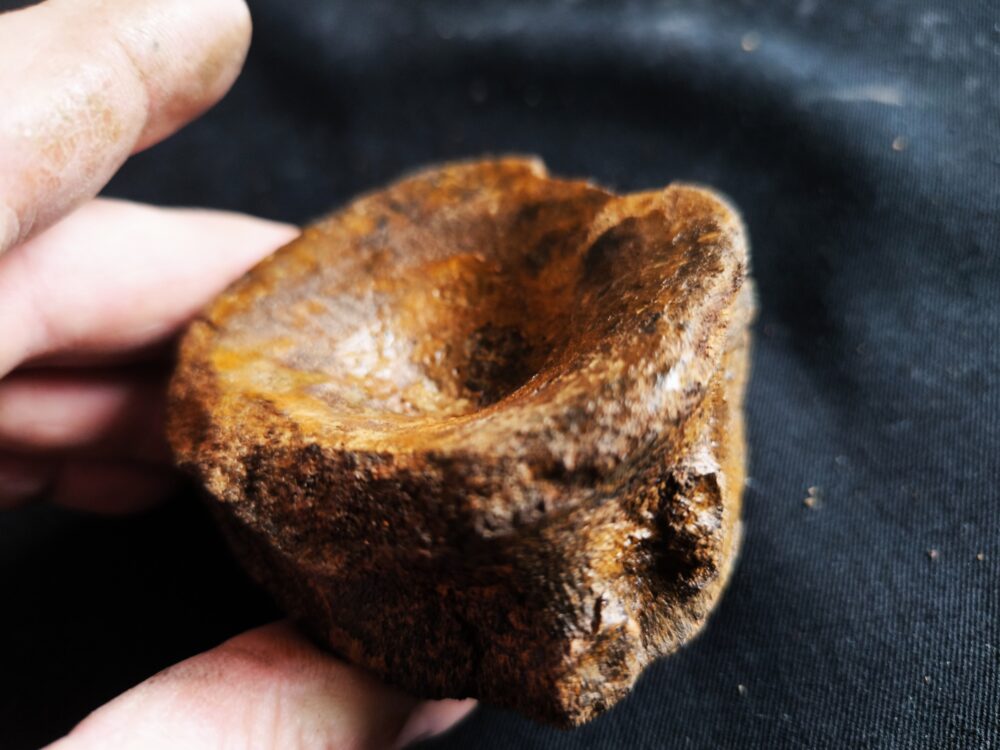 IMG_20251026_154258 Sehr großer Wirbel, Ichthyosaurier, Lias, Altdorf