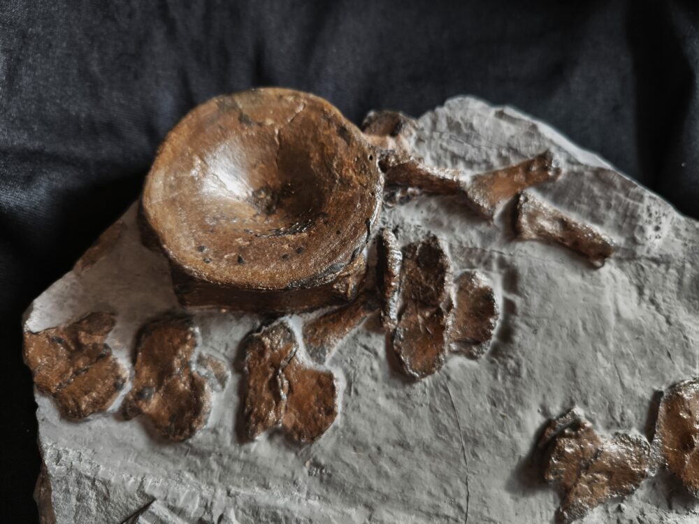 schöner Wirbel und weitere Knochen vom Ichthyosaurus, Lias, Holzmaden