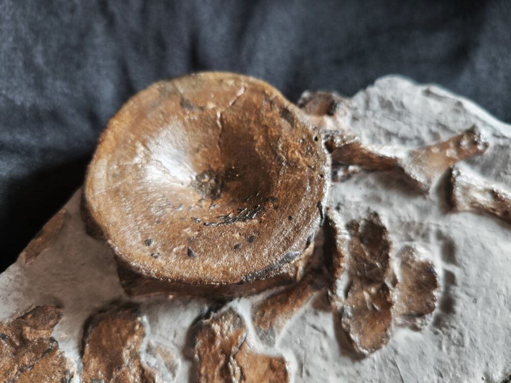 schöner Wirbel und weitere Knochen vom Ichthyosaurus, Lias, Holzmaden