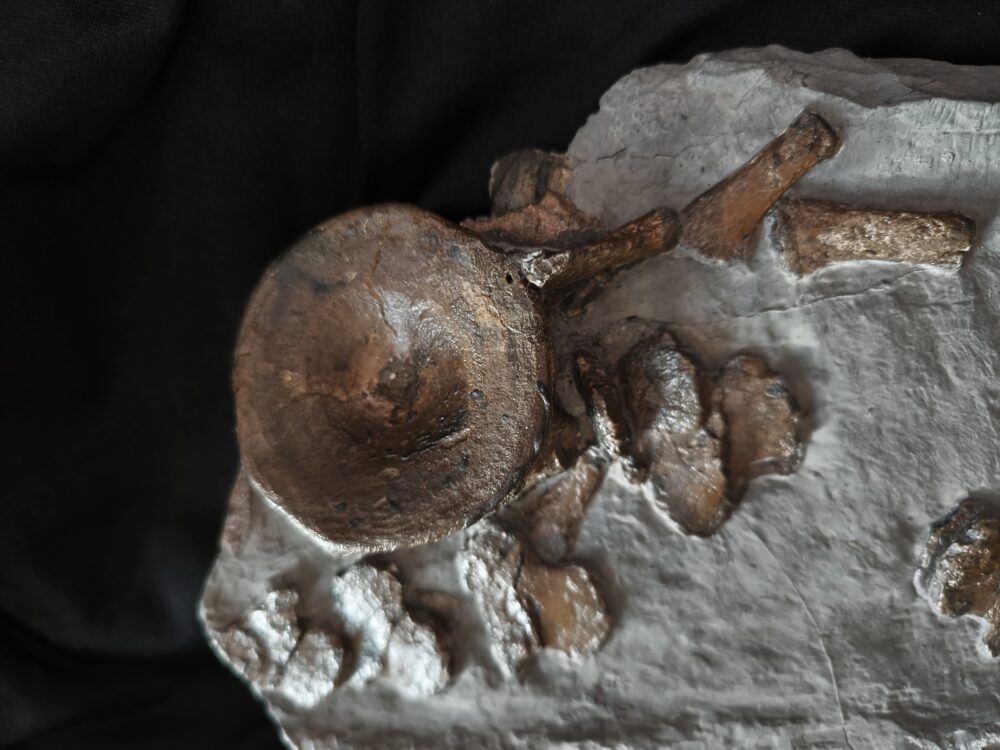 schöner Wirbel und weitere Knochen vom Ichthyosaurus, Lias, Holzmaden