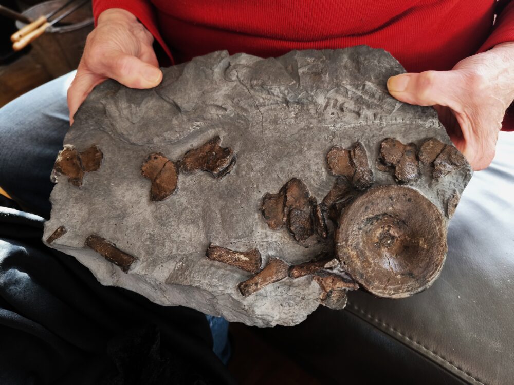 schöner Wirbel und weitere Knochen vom Ichthyosaurus, Lias, Holzmaden