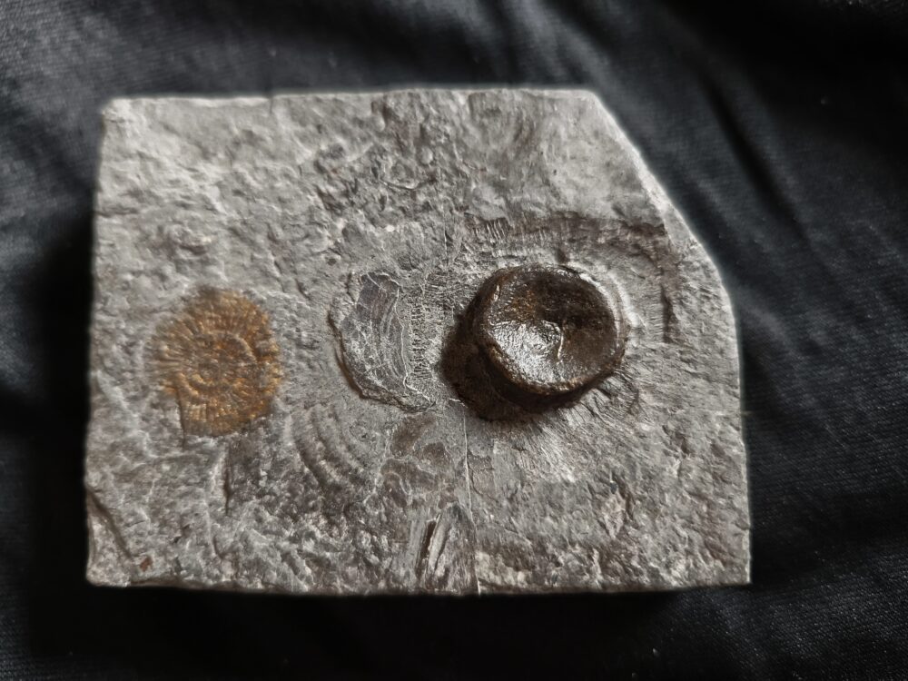 IMG_20251103_095224 Schwanzwirbel vom Ichthyosaurus, Lias, Holzmaden