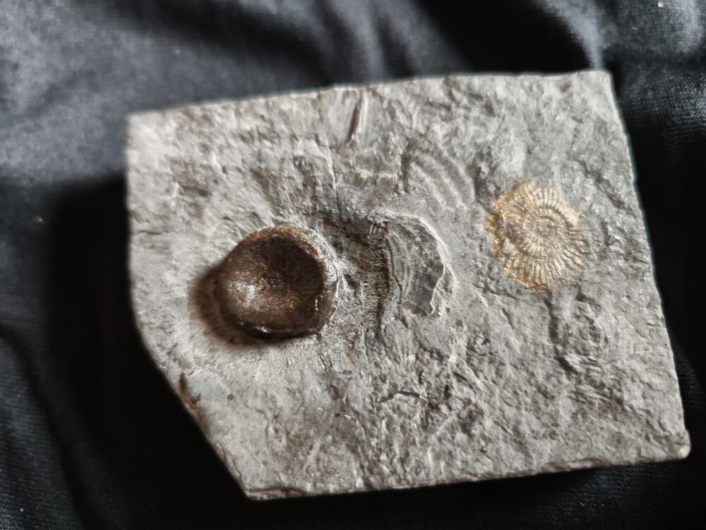 IMG_20251103_095234 Schwanzwirbel vom Ichthyosaurus, Lias, Holzmaden