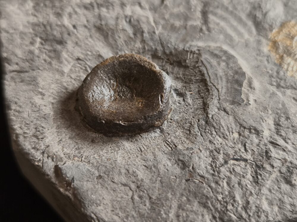 IMG_20251103_095246 Schwanzwirbel vom Ichthyosaurus, Lias, Holzmaden