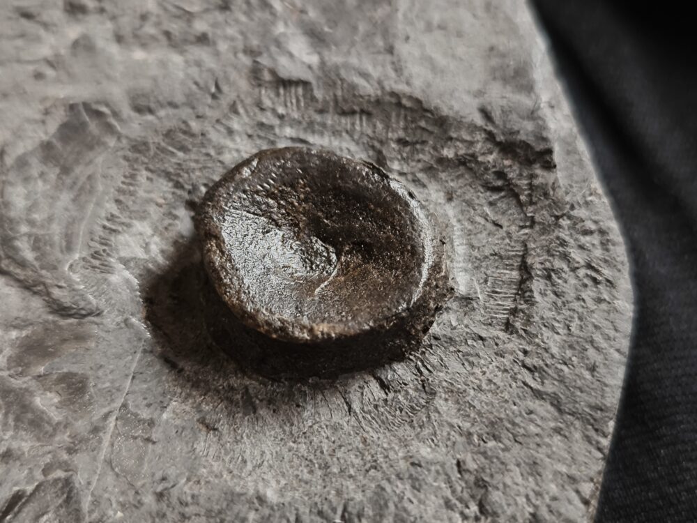 IMG_20251103_095252 Schwanzwirbel vom Ichthyosaurus, Lias, Holzmaden