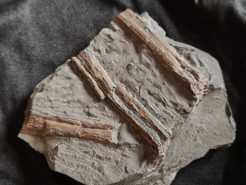 IMG_20251103_095258 Rippenfragmente vom Ichthyosaurus, Lias, Holzmaden