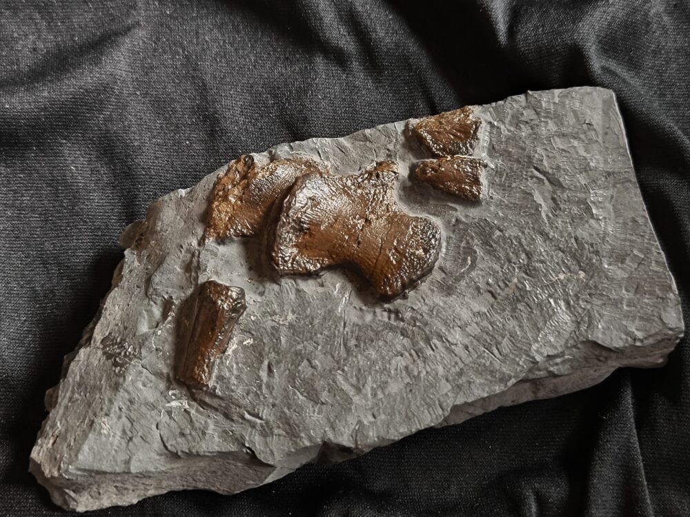 IMG_20251103_095309 Wirbeldornfortsatz vom Ichthyosaurus, Lias, Holzmaden