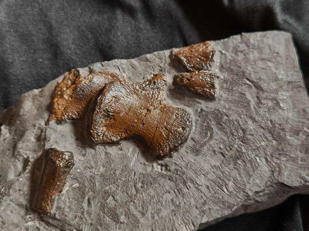 IMG_20251103_095312 Wirbeldornfortsatz vom Ichthyosaurus, Lias, Holzmaden