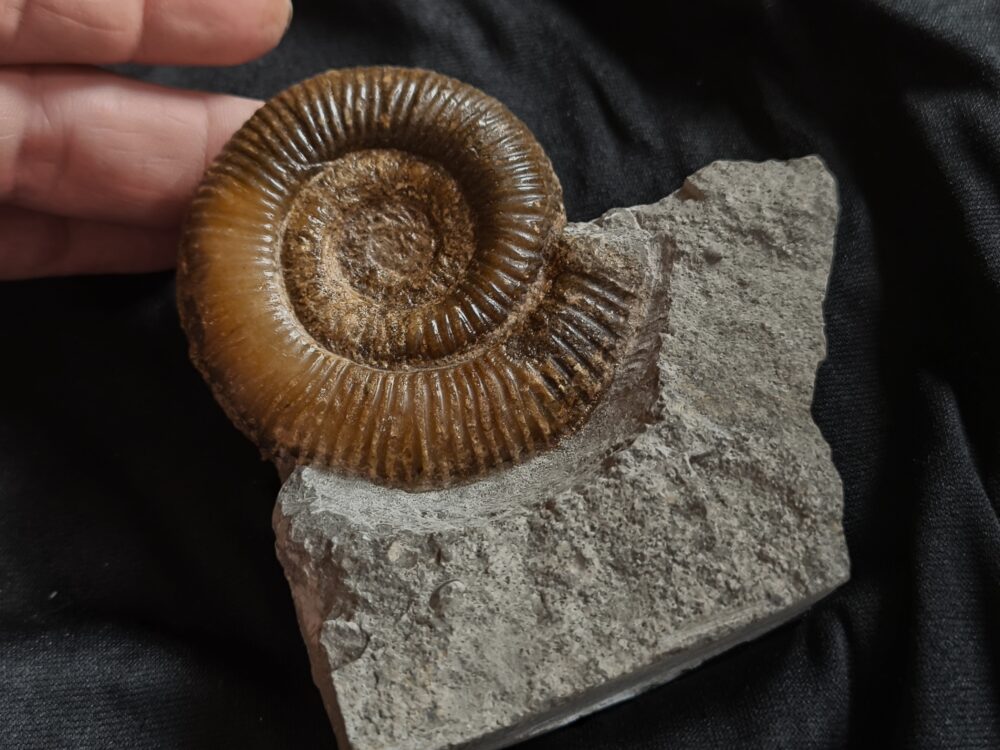 Dactylioceras crassiusculosum, Lias, Altdorf bei Nürnberg