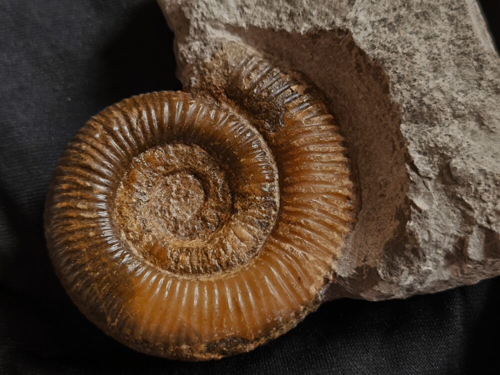 Dactylioceras crassiusculosum, Lias, Altdorf bei Nürnberg