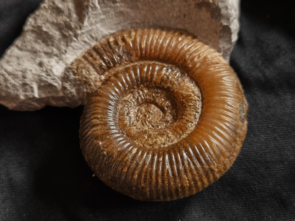 Dactylioceras crassiusculosum, Lias, Altdorf bei Nürnberg