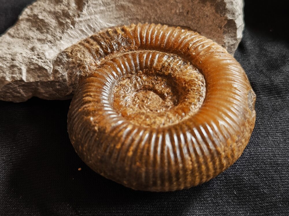 Dactylioceras crassiusculosum, Lias, Altdorf bei Nürnberg