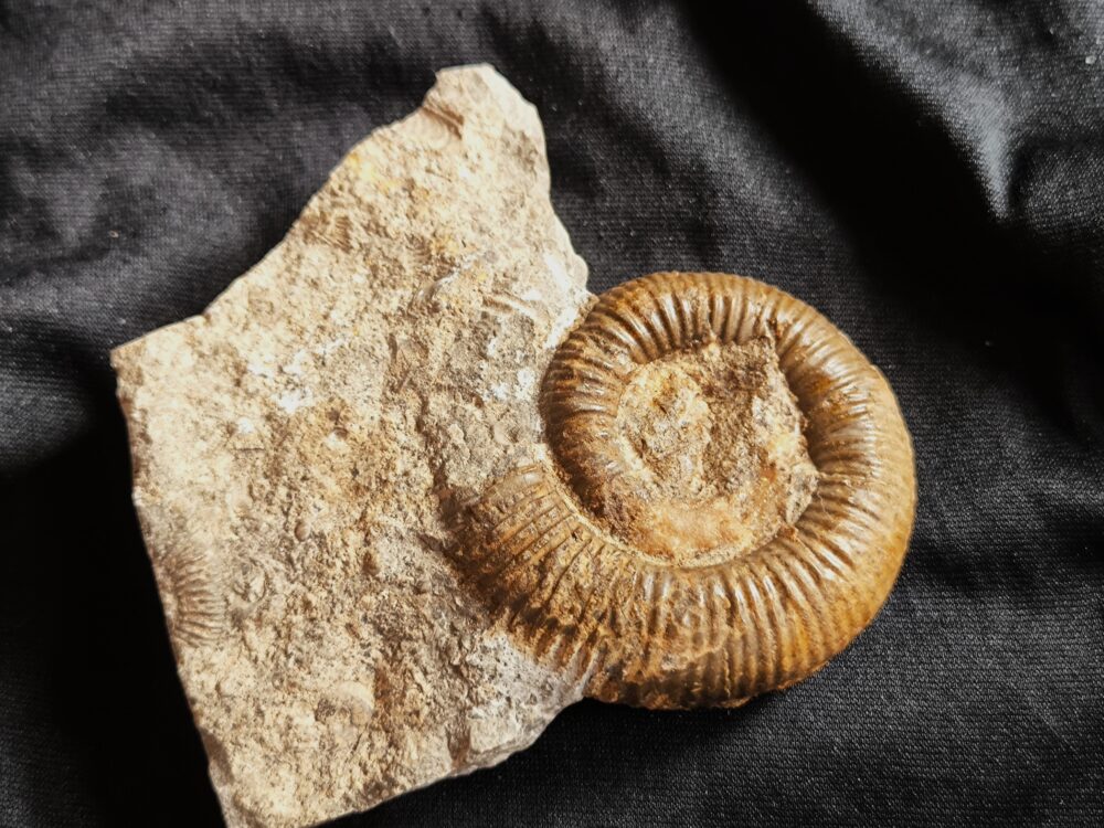 Dactylioceras crassiusculosum, Lias, Altdorf bei Nürnberg