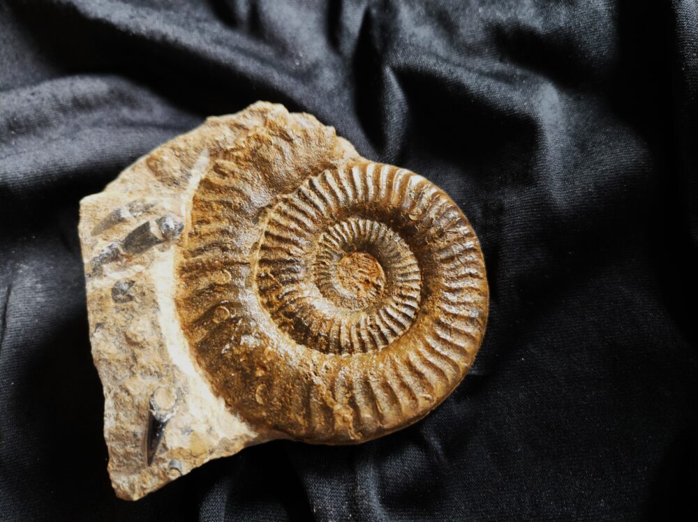 IMG_20251103_095430 Grammoceras thouarsense, Lias, Schömberg