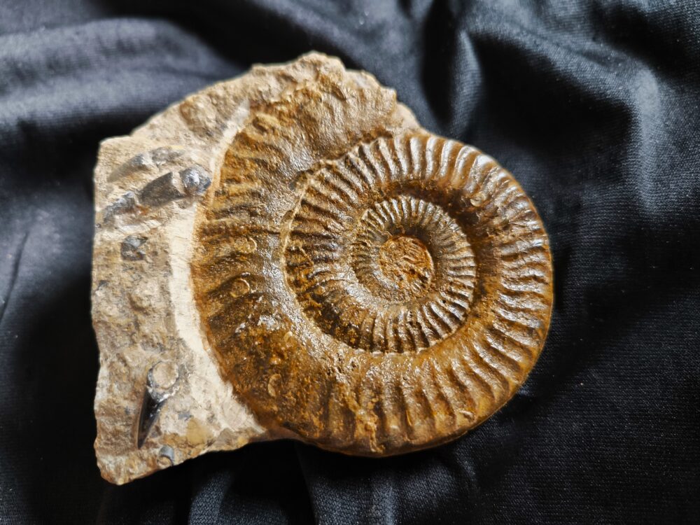 IMG_20251103_095446 Grammoceras thouarsense, Lias, Schömberg