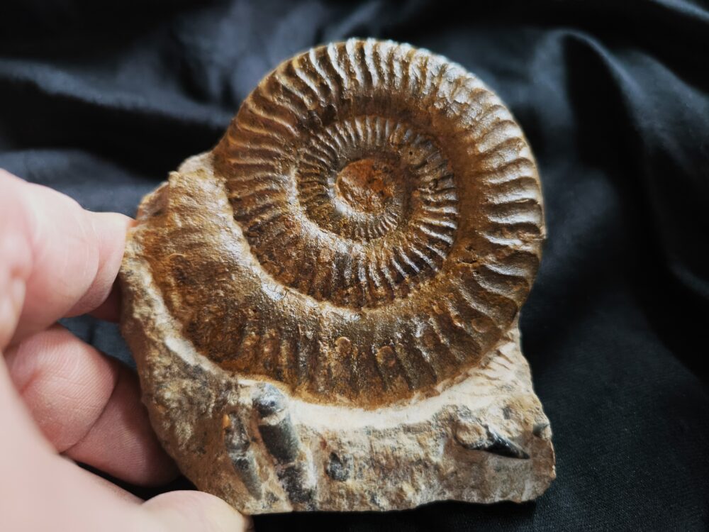 IMG_20251103_095457 Grammoceras thouarsense, Lias, Schömberg