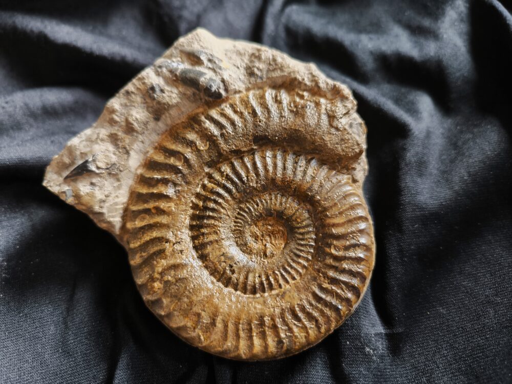 IMG_20251103_095514 Grammoceras thouarsense, Lias, Schömberg