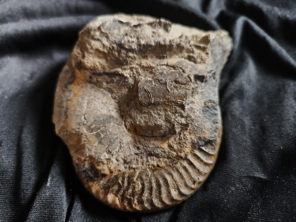 IMG_20251103_095524 Grammoceras thouarsense, Lias, Schömberg