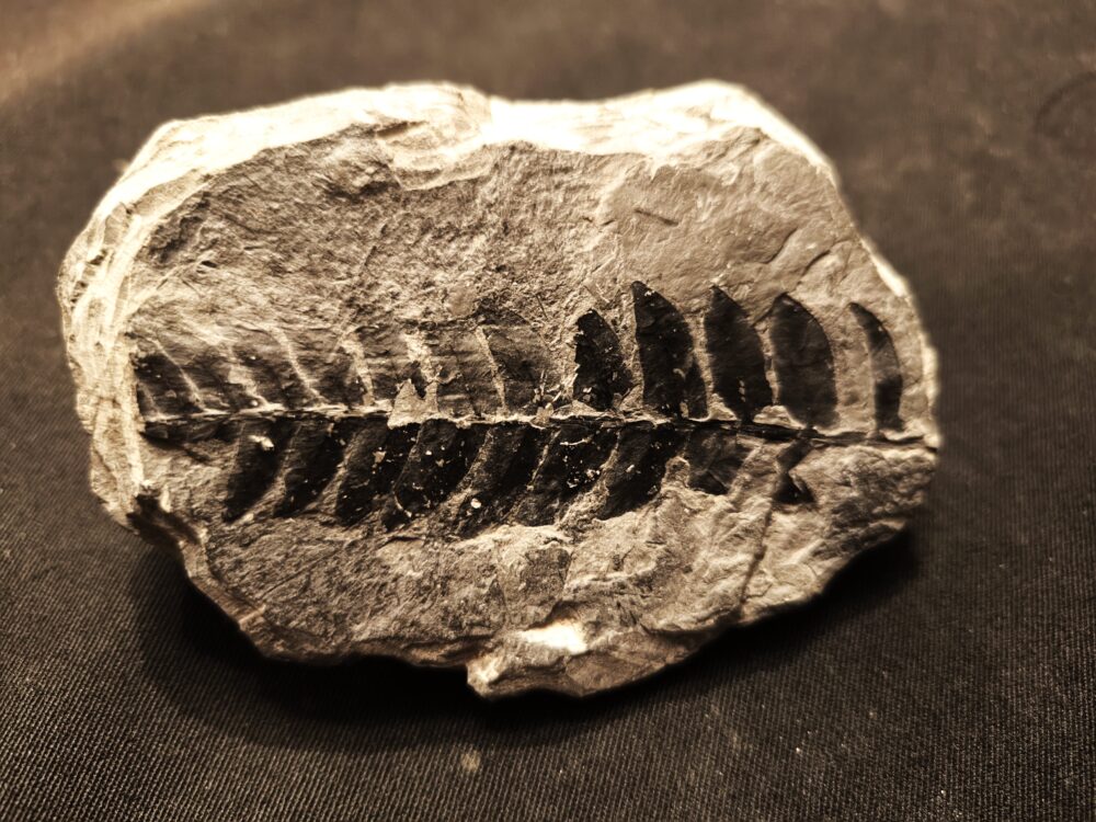 IMG_20251116_181006 Farnblatt, Karbon, Saarland