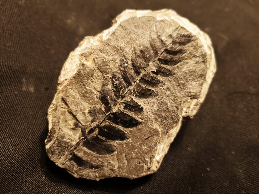 IMG_20251116_181054 Farnblatt, Karbon, Saarland