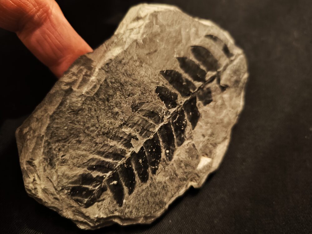 IMG_20251116_181115 Farnblatt, Karbon, Saarland