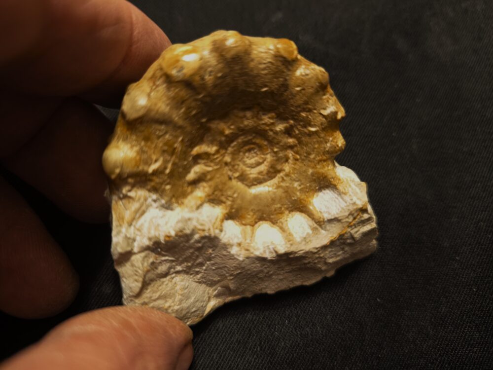 sehr rar! Epaspidoceras mammilanum, Malm, Böttingen