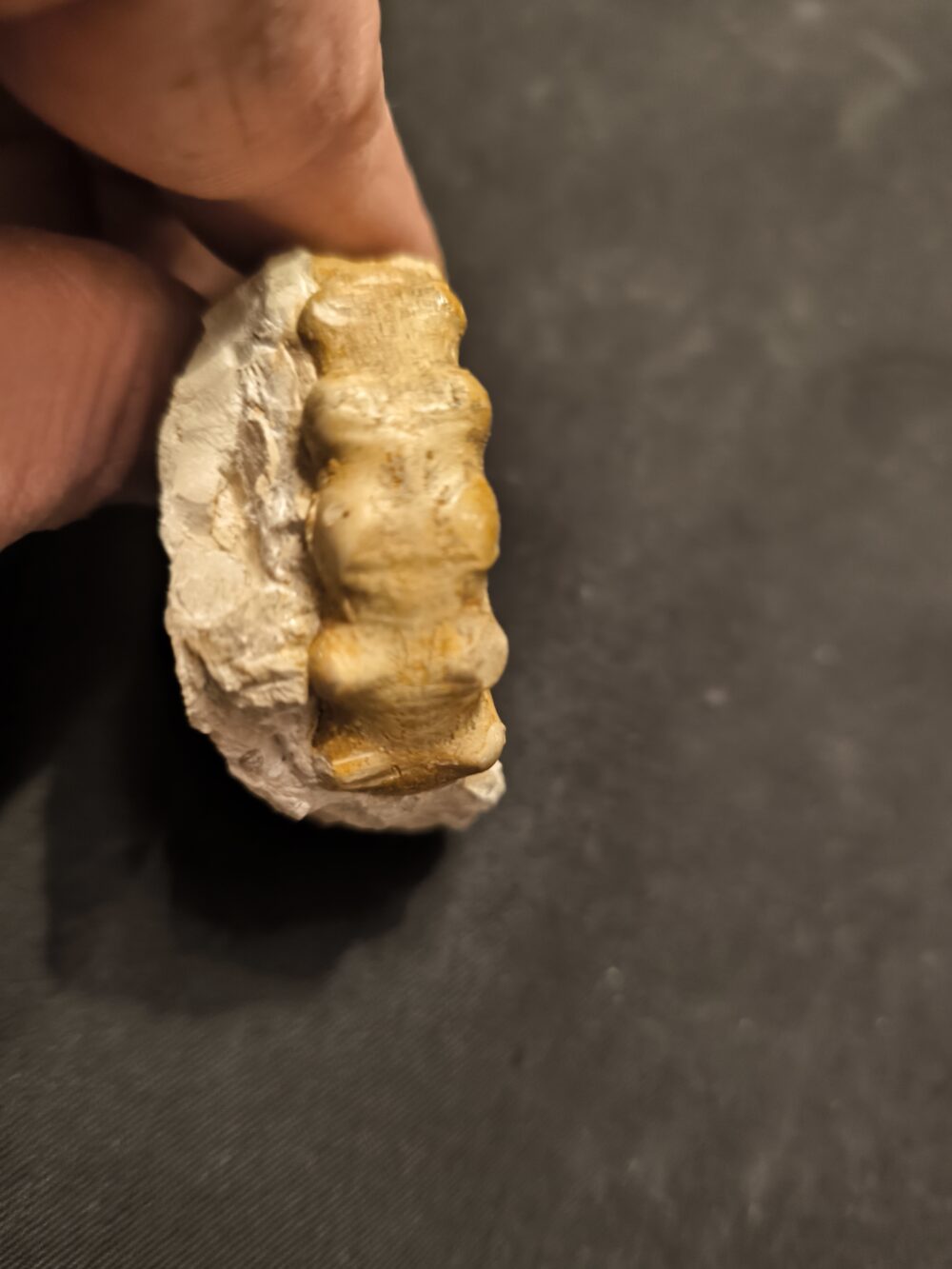 sehr rar! Epaspidoceras mammilanum, Malm, Böttingen