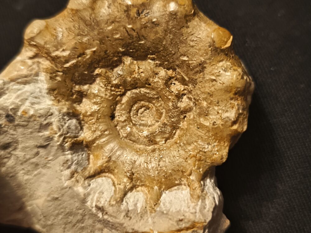 sehr rar! Epaspidoceras mammilanum, Malm, Böttingen