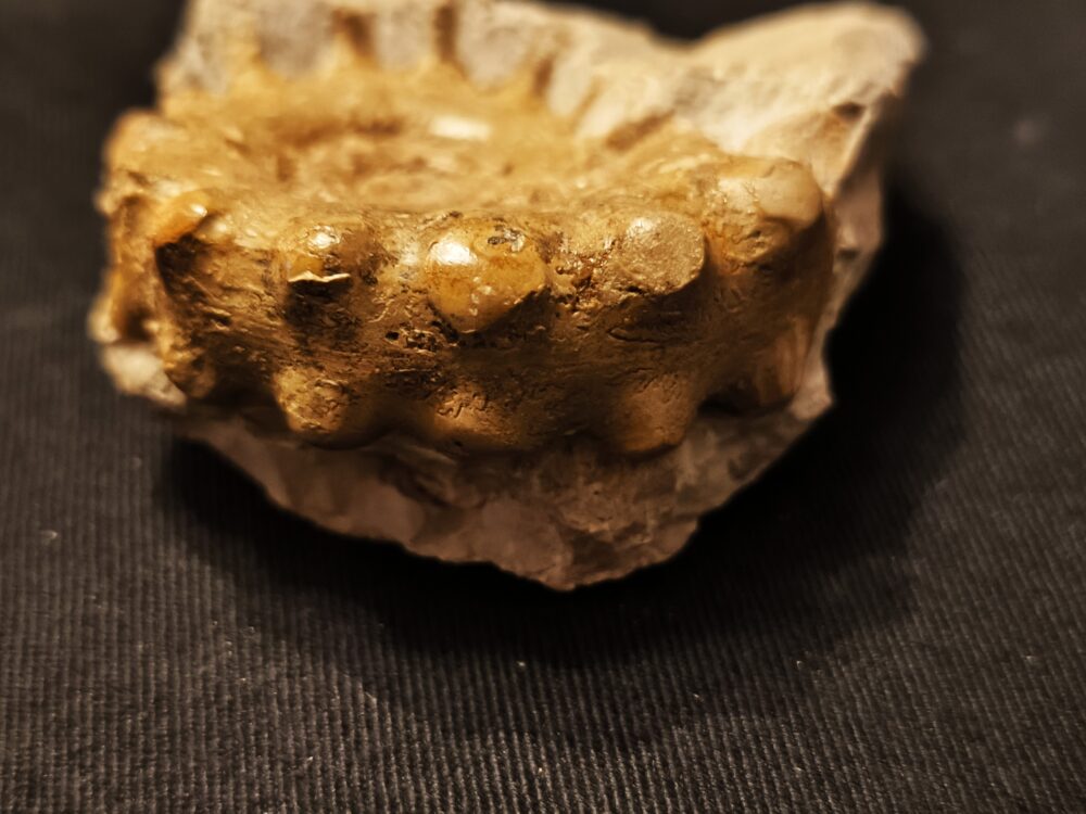 sehr rar! Epaspidoceras mammilanum, Malm, Böttingen