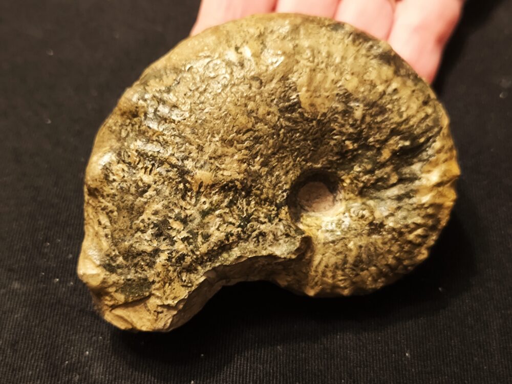 Seltener Taramelliceras trachinodum, Malm, Gräfenberg