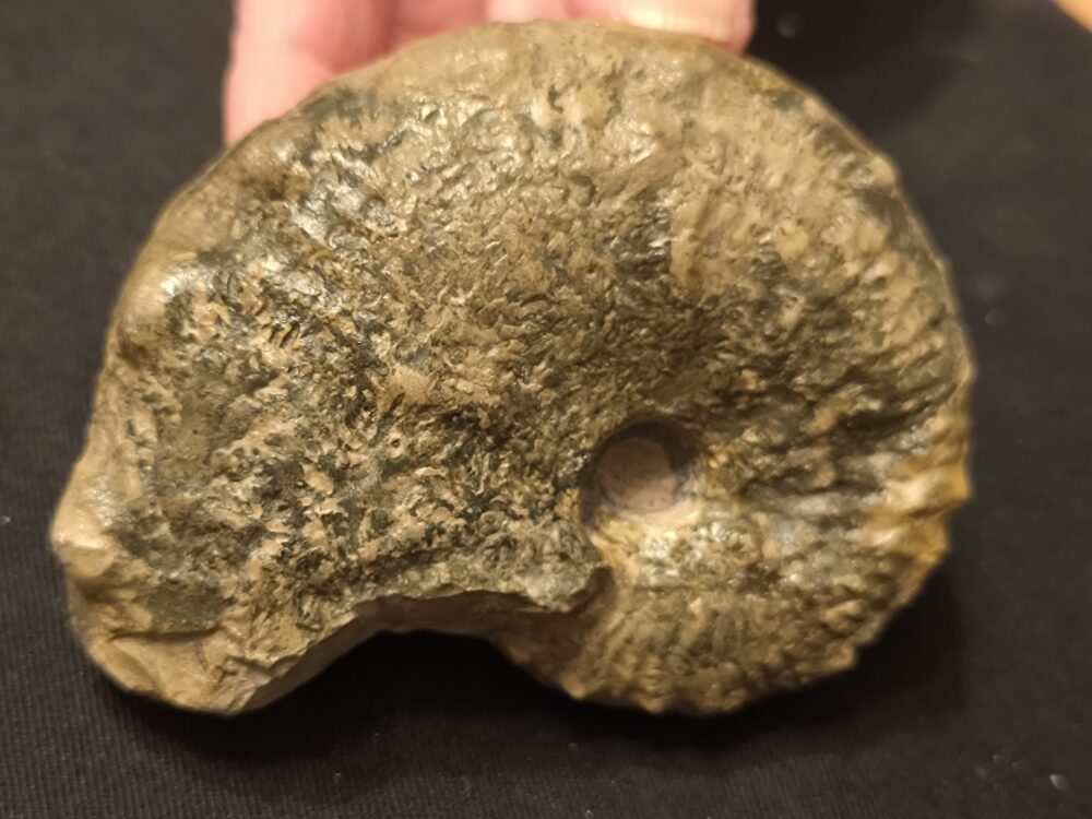 Seltener Taramelliceras trachinodum, Malm, Gräfenberg