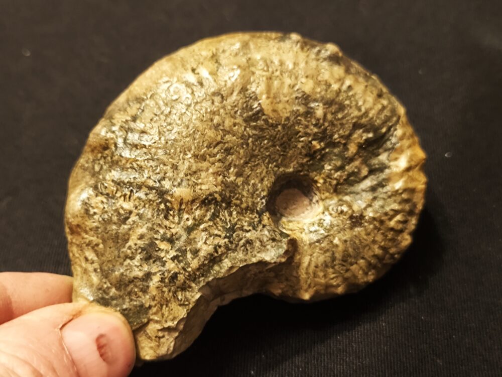 Seltener Taramelliceras trachinodum, Malm, Gräfenberg