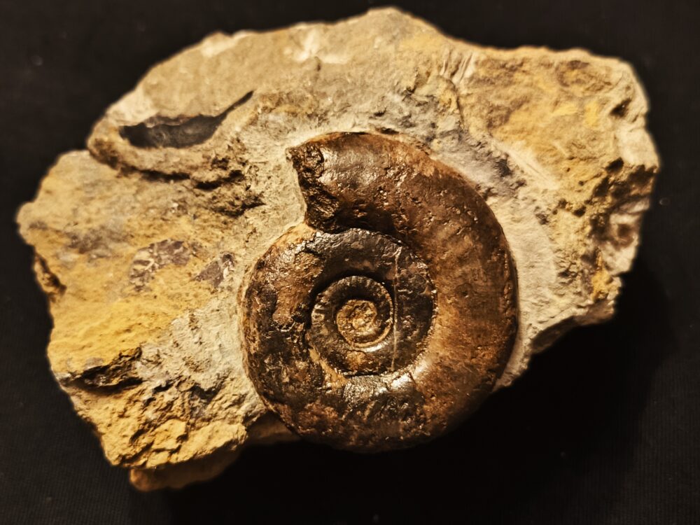 Psiloceras psilonotum, Lias, Dettenhausen, Schönbuch