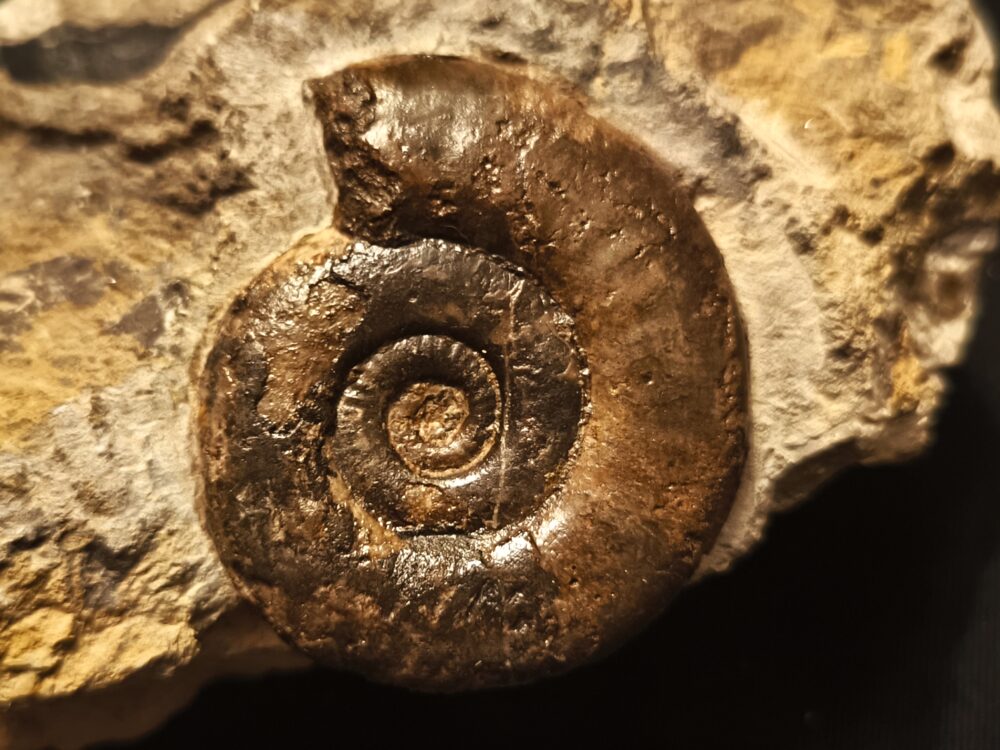 Psiloceras psilonotum, Lias, Dettenhausen, Schönbuch