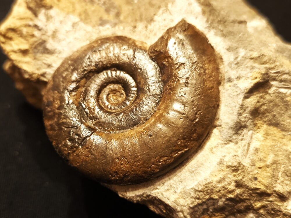 Psiloceras psilonotum, Lias, Dettenhausen, Schönbuch