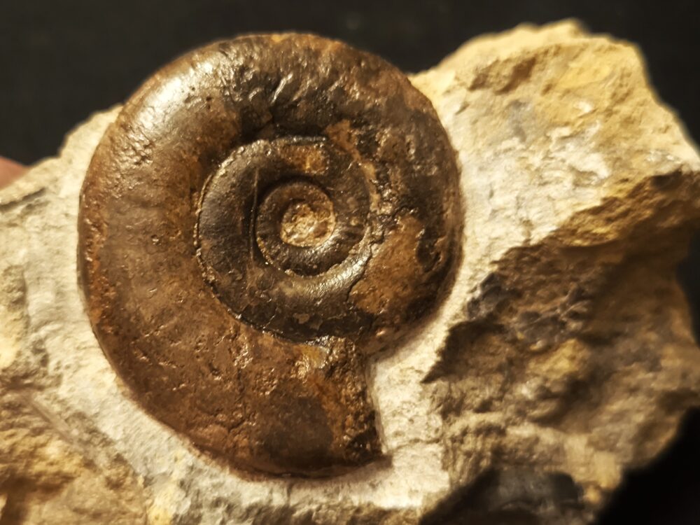 Psiloceras psilonotum, Lias, Dettenhausen, Schönbuch