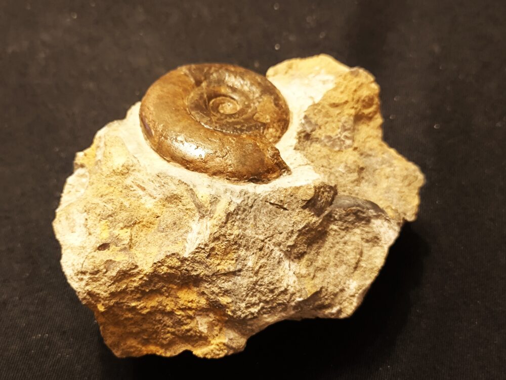 Psiloceras psilonotum, Lias, Dettenhausen, Schönbuch