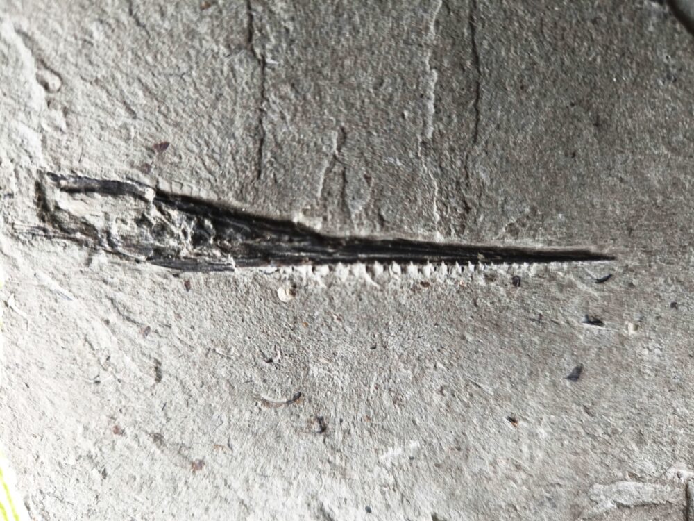 Oberkiefer vom Schnabelfisch Saurorhynchus brevirostris in Toperhaltung * reserviert *