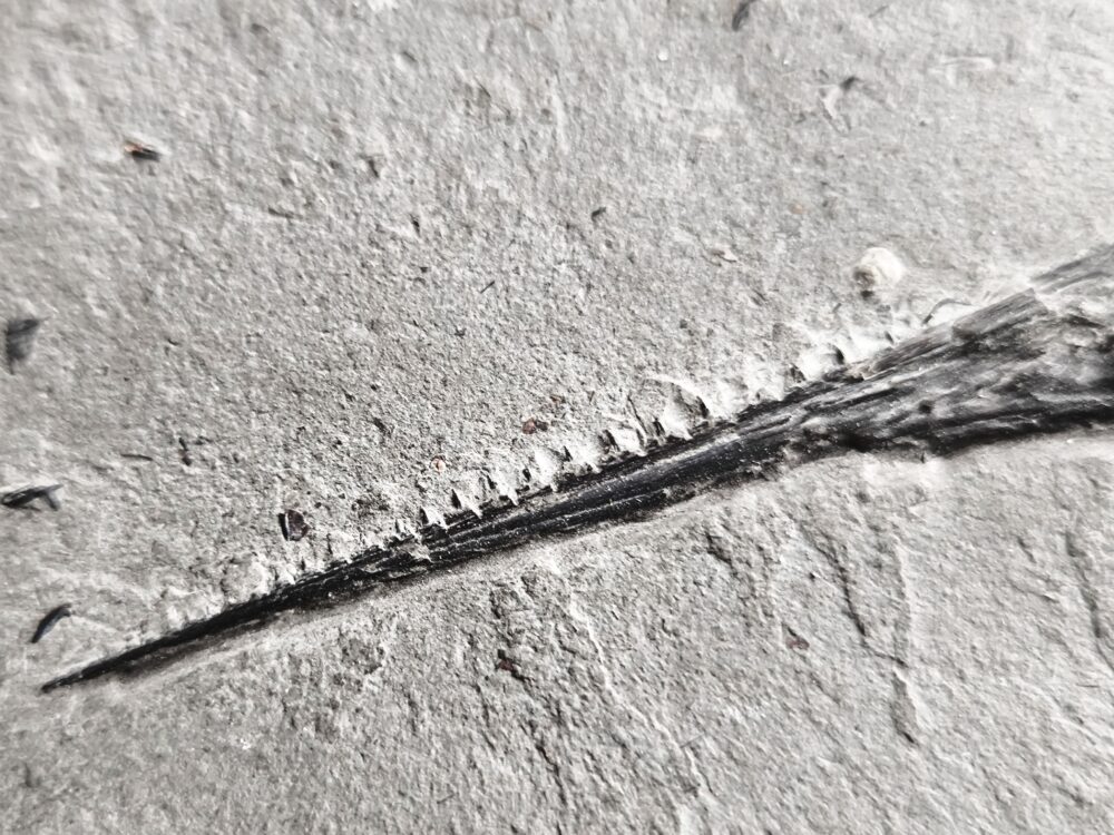 Oberkiefer vom Schnabelfisch Saurorhynchus brevirostris in Toperhaltung * reserviert *