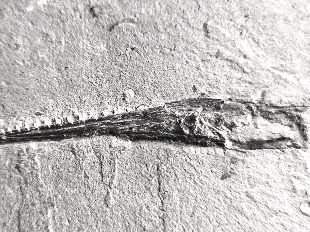 Oberkiefer vom Schnabelfisch Saurorhynchus brevirostris in Toperhaltung * reserviert *