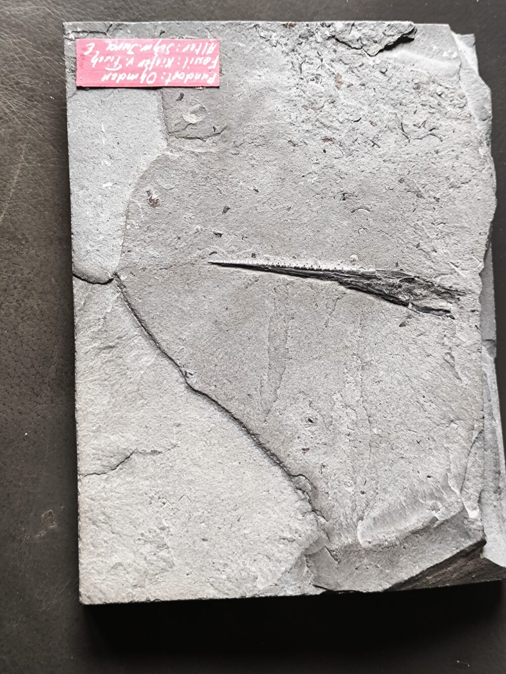 Oberkiefer vom Schnabelfisch Saurorhynchus brevirostris in Toperhaltung * reserviert *