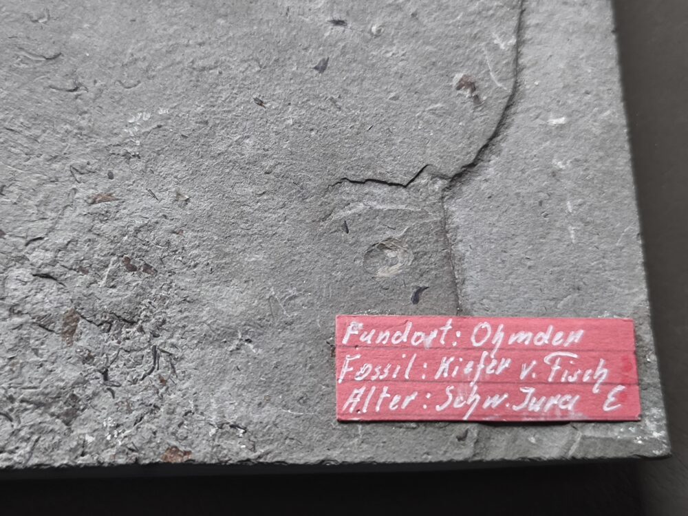 Oberkiefer vom Schnabelfisch Saurorhynchus brevirostris in Toperhaltung * reserviert *