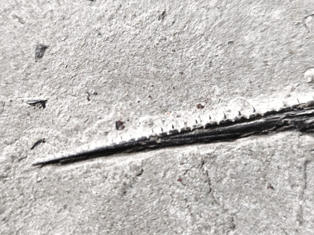 Oberkiefer vom Schnabelfisch Saurorhynchus brevirostris in Toperhaltung * reserviert *