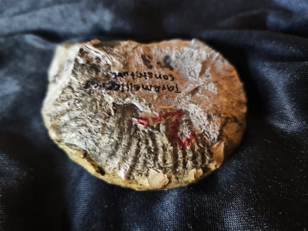 Seltener Taramelliceras trachinodum, Malm, Gräfenberg